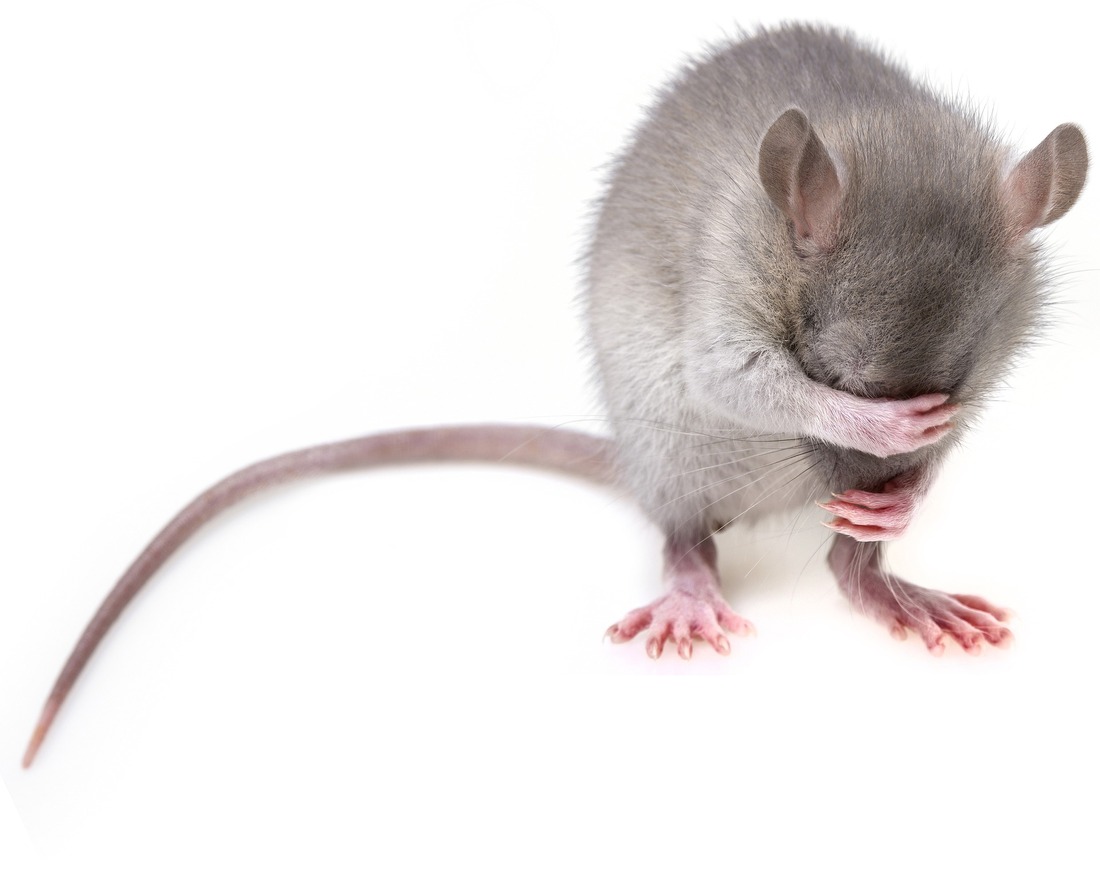 Científicos piden el uso de alternativas a las pruebas en animales