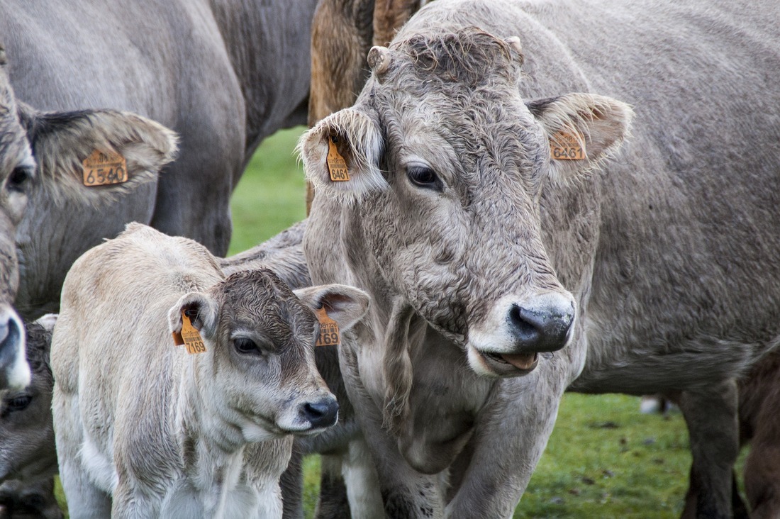 Argumentos contra el veganismo, la extinción de los animales si no existiera la ganadería