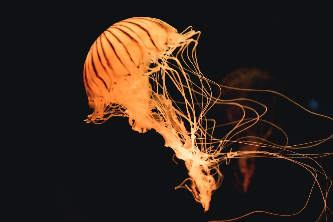 Siete curiosidades sobre las medusas