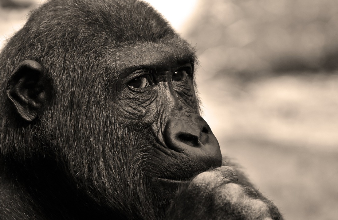 Piden liberar a una gorila tras 35 años de cautividad en Tailandia