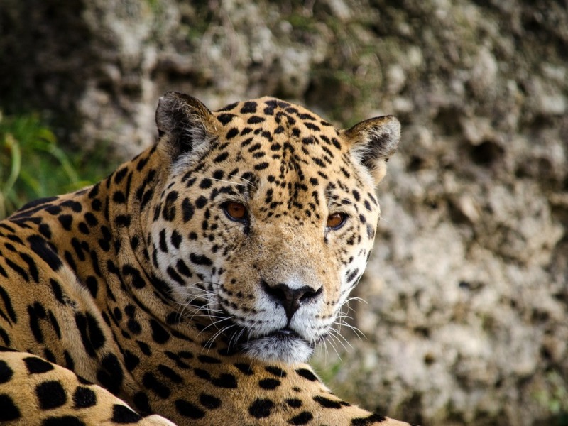 Sabía que... Cinco datos curiosos sobre los jaguares