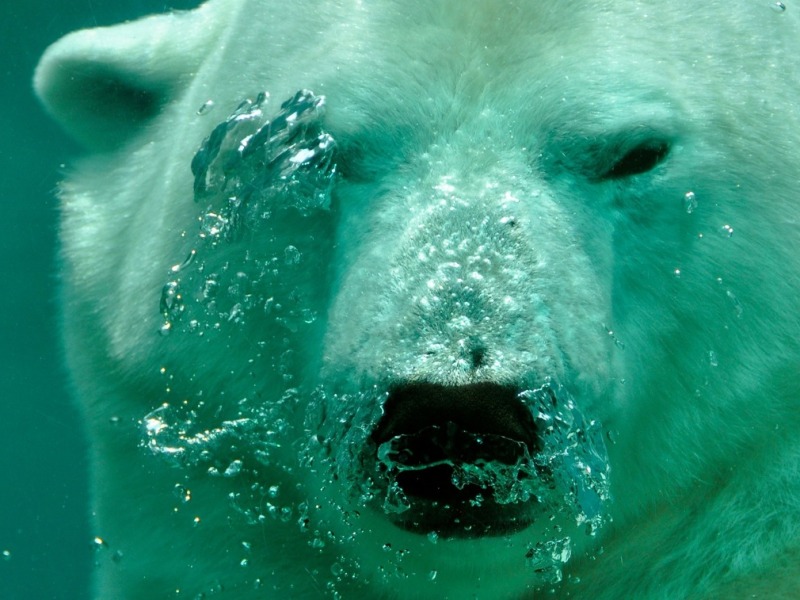 Cinco datos que no sabías sobre los osos polares