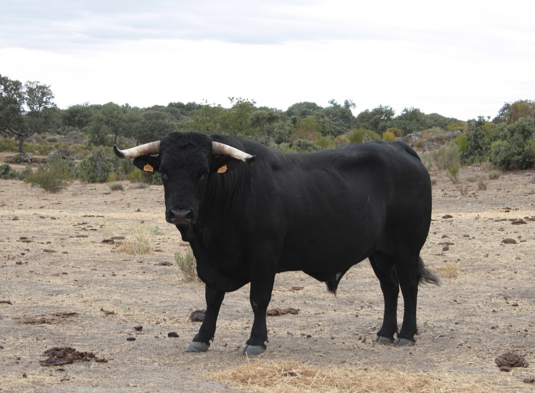 El Gobierno de España premia la tauromaquia con la concesión de la Medalla de Oro a la ganadería Miura