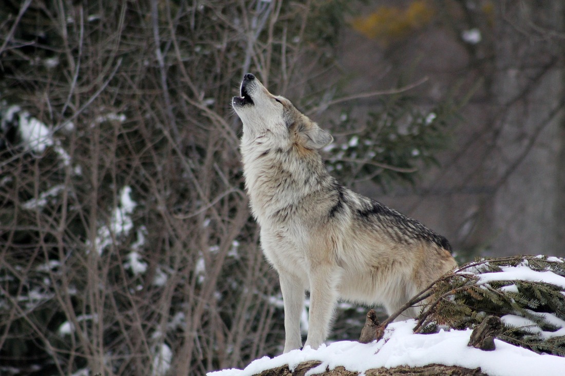 Suecia autoriza la caza del lobo