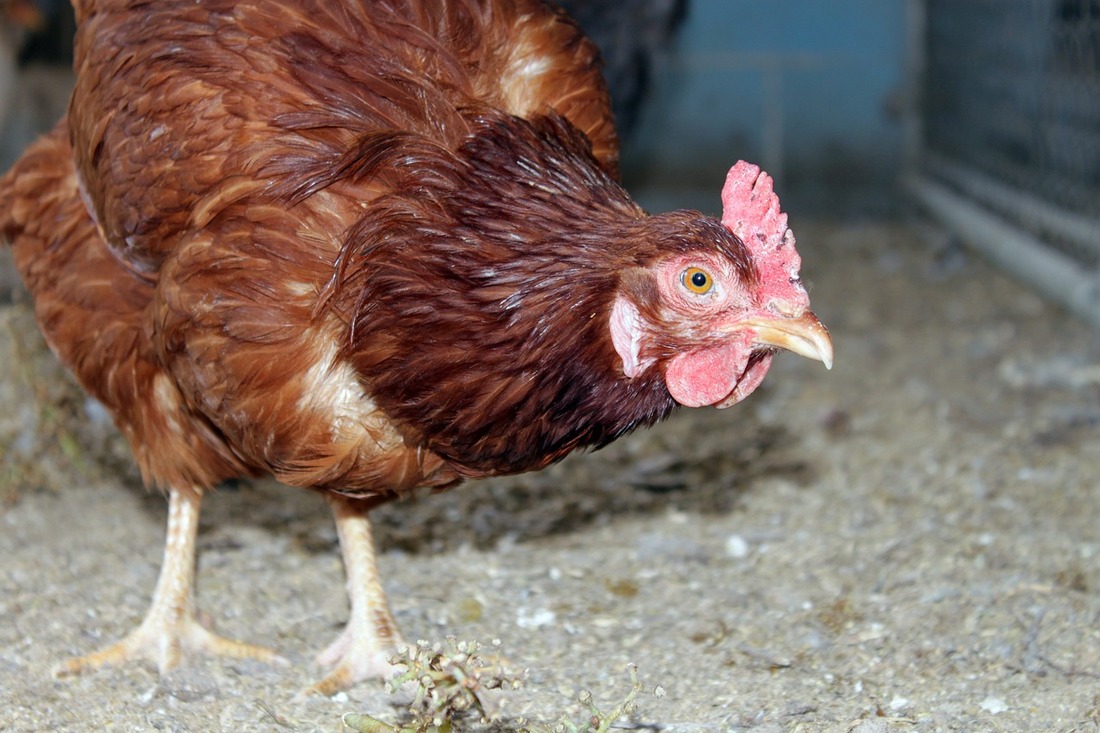 Brotes de gripe aviar en granjas de todo el mundo