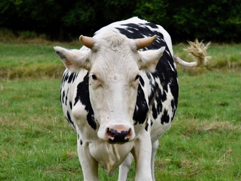 Mutilaciones, calor extremo o palizas: así viven las vacas criadas para obtener cuero