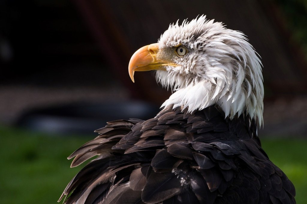 Ofrecen una recompensa de 10000 dólares para dar con el responsable del disparo a un águila calva en Estados Unidos