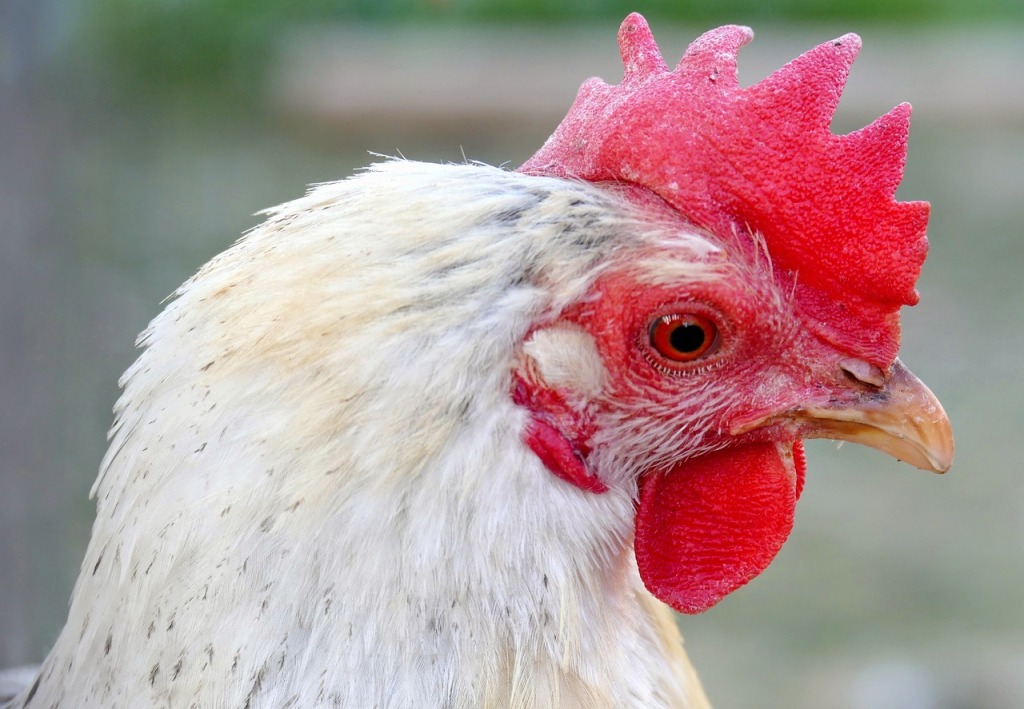 La mayoría de los británicos desconocen el sufrimiento de las gallinas en granjas, según una encuesta
