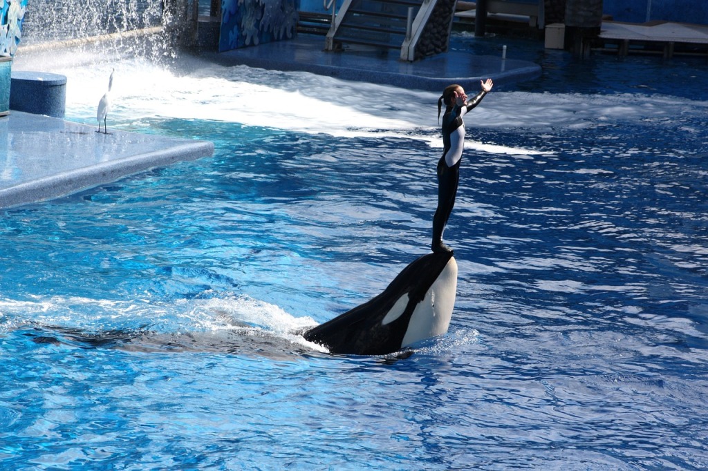 La orca que más años lleva en cautividad en Japón ha sido separada de su familia por quinta vez