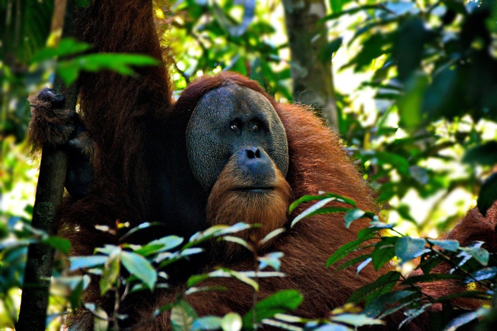 Observan por primera vez a un orangután curándose una herida con una planta medicinal